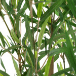 Bambou H90