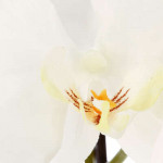 Orchidée artificielle, pot gris H115 cm-
