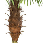Palmier artificiel géant H180 cm