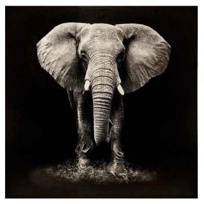 Toile imprimée "Éléphant" 100x100cm
